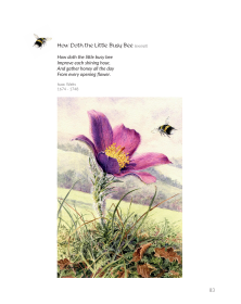 The Primrose Path: A Treasury of Illustrated Verse
